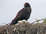 Galapagos 3-1-17 Espanola Punta Suarez Galapagos Hawk and Baby Johnny spotted an endemic Galapagos hawk nesting in the distance with a chick. There are currently believed to be no more than 150 mating pairs in existence. The adult Galapagos Hawk is generally a sooty brownish black colour; the crown being slightly blacker than the back.